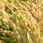 水始涸〜みずはじめてかるる〜 2014年二十四節気七十二候