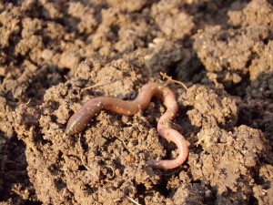 earthworm-686593_640