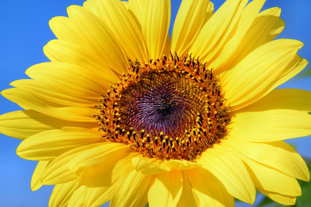 sun-flower-179010_1280