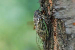 cicada-600517_1280
