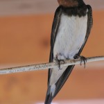 玄鳥去〜つばめさる〜 2016年二十四節気七十二候