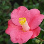 山茶始開〜つばきはじめてさく〜 2016年二十四節気七十二候