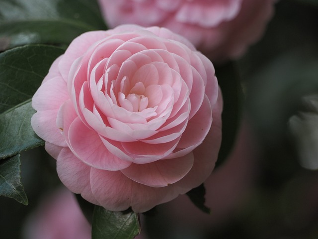 camellia-718622_640
