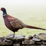 雉初雊〜きじはじめてなく〜 2016年二十四節気七十二候