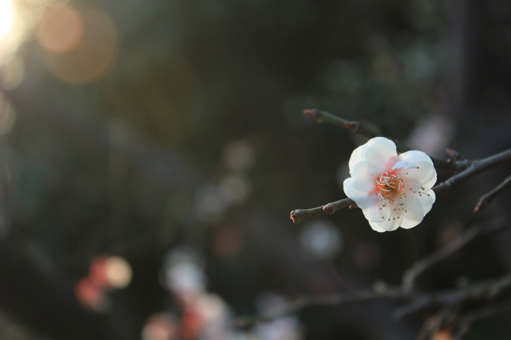 plum-blossom-89532_1280