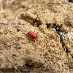 啓蟄（けいちつ） 2016年二十四節気七十二候