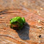 蟄虫啓戸〜すごもりむしとをひらく〜 2017年二十四節気七十二候