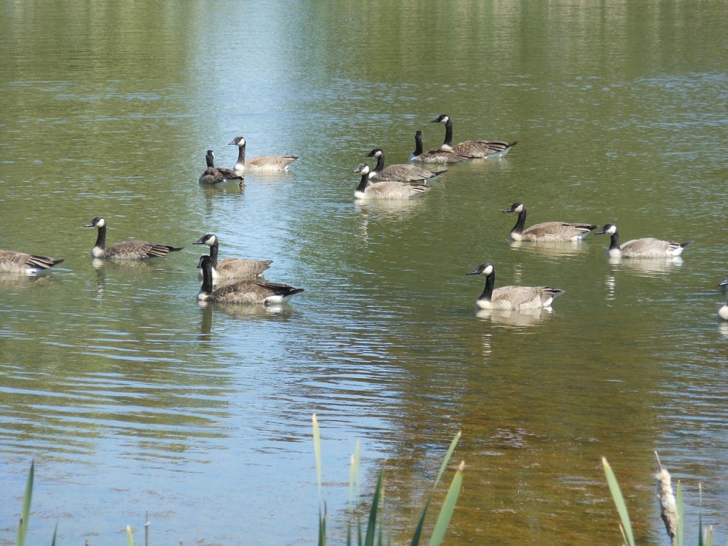 geese-896181_1280