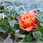 霜降（そうこう） 2016年二十四節気七十二候