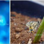 清明（せいめい） 2017年二十四節気七十二候
